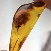 圖示-蟲珀(Amber Insect)
