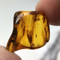 圖示-蟲珀(Amber Insect)