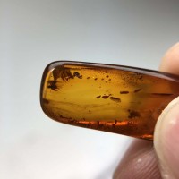 圖示-蟲珀(Amber Insect)