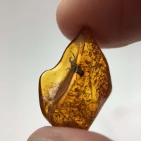 圖示-蟲珀(Amber Insect)