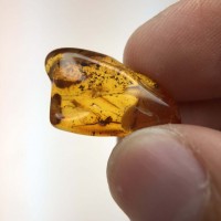 圖示-蟲珀(Amber Insect)