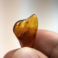 圖示-蟲珀(Amber Insect)