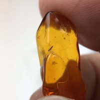 圖示-蟲珀(Amber Insect)