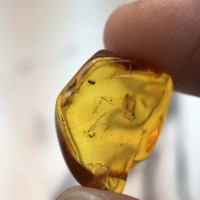 圖示-蟲珀(Amber Insect)