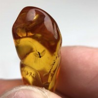 圖示-蟲珀(Amber Insect)