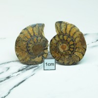 圖示-菊石化石(Ammonoidea)
