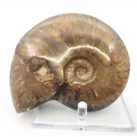 圖示-彩斑菊石化石(Ammonoidea)