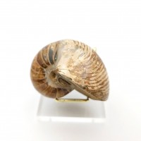 圖示-菊石化石(Ammonoidea)
