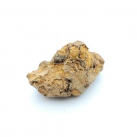 圖示-恐龍糞便(Coprolite)