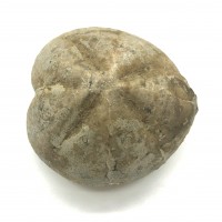 圖示-海膽化石(Echinoidea Fossil)