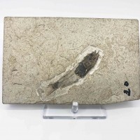 圖示-魚化石(Fish Fossil)