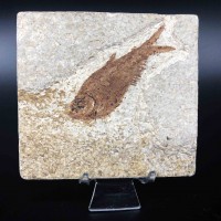 圖示-魚化石(Fish Fossil)