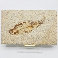 圖示-魚化石(Fish Fossil)