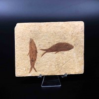 圖示-魚化石(Fish Fossil)