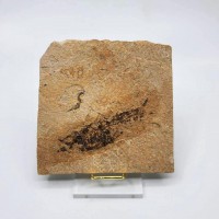 圖示-魚化石(Fish Fossil)