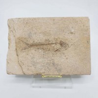 圖示-魚化石(Fish Fossil)