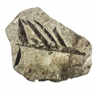 圖示-葉子化石(Leaf Fossil)