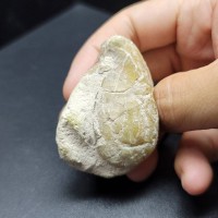 圖示-蛋白石置換貝殼(Opal Fossil)