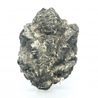 圖示-牡蠣化石(Oyster Shell Fossil)