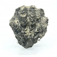 圖示-牡蠣化石(Oyster Shell Fossil)