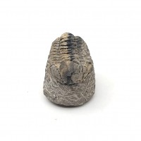 圖示-三葉蟲化石(Trilobita)
