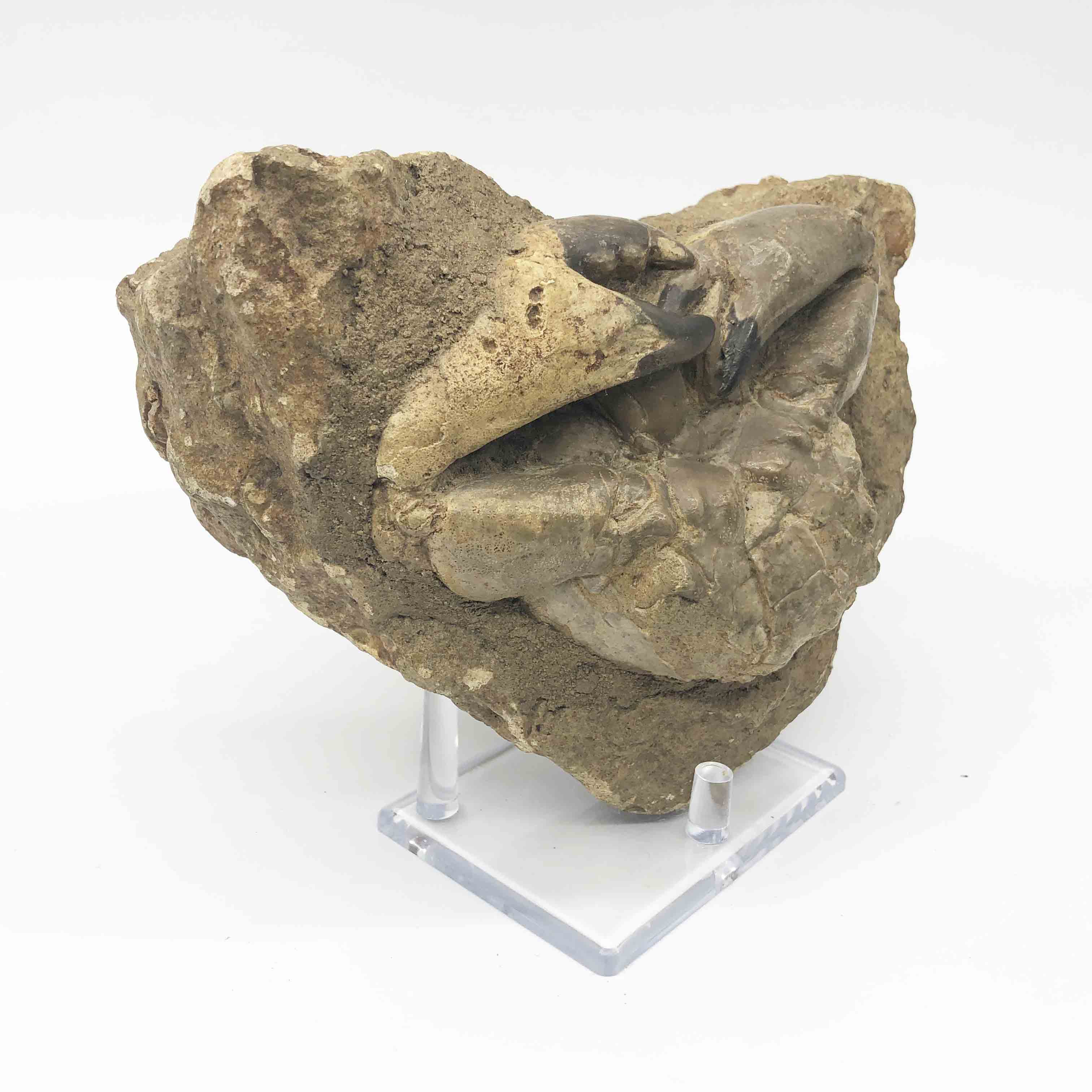 圖示-螃蟹化石(Crab Fossil)