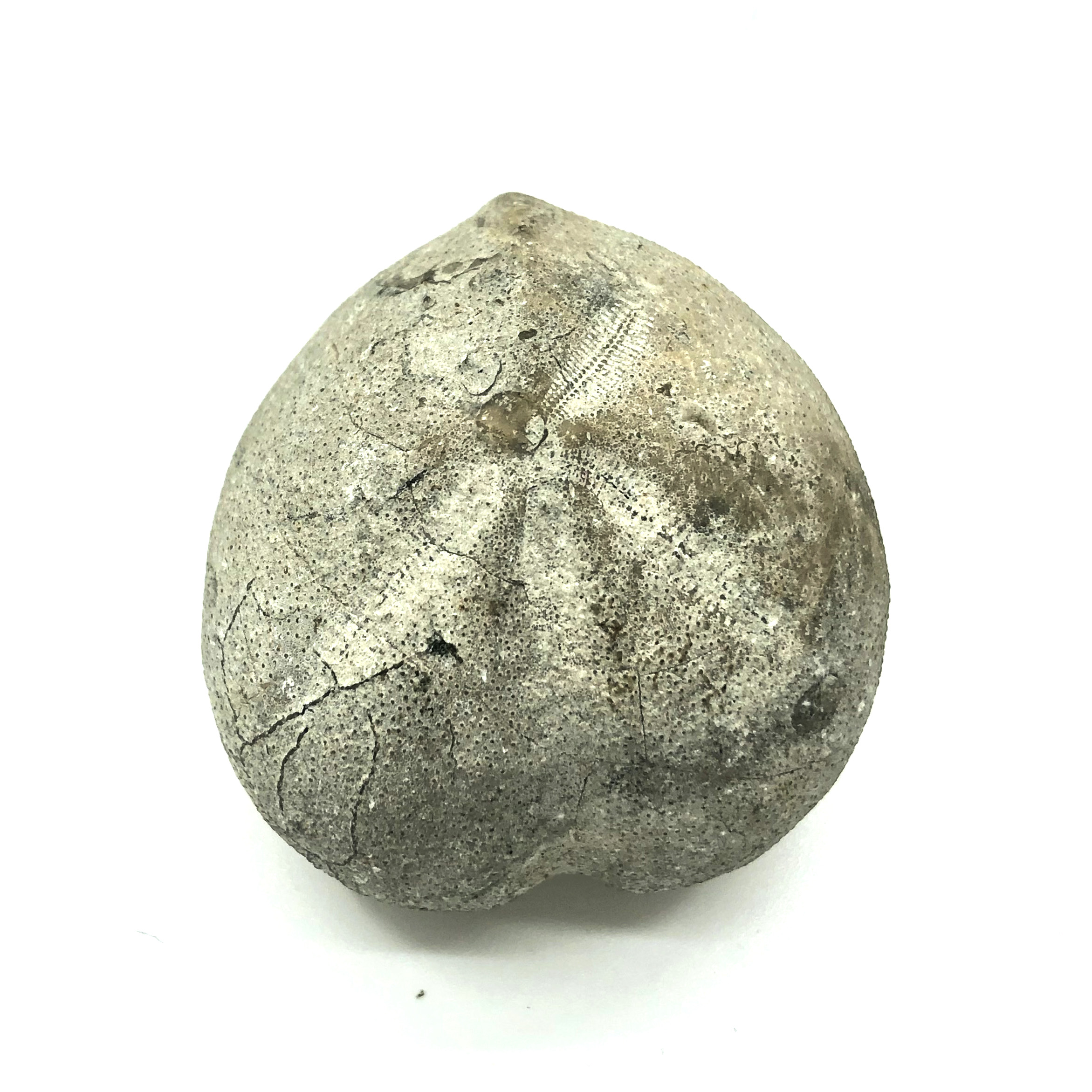 圖示-海膽化石(Echinoidea Fossil)
