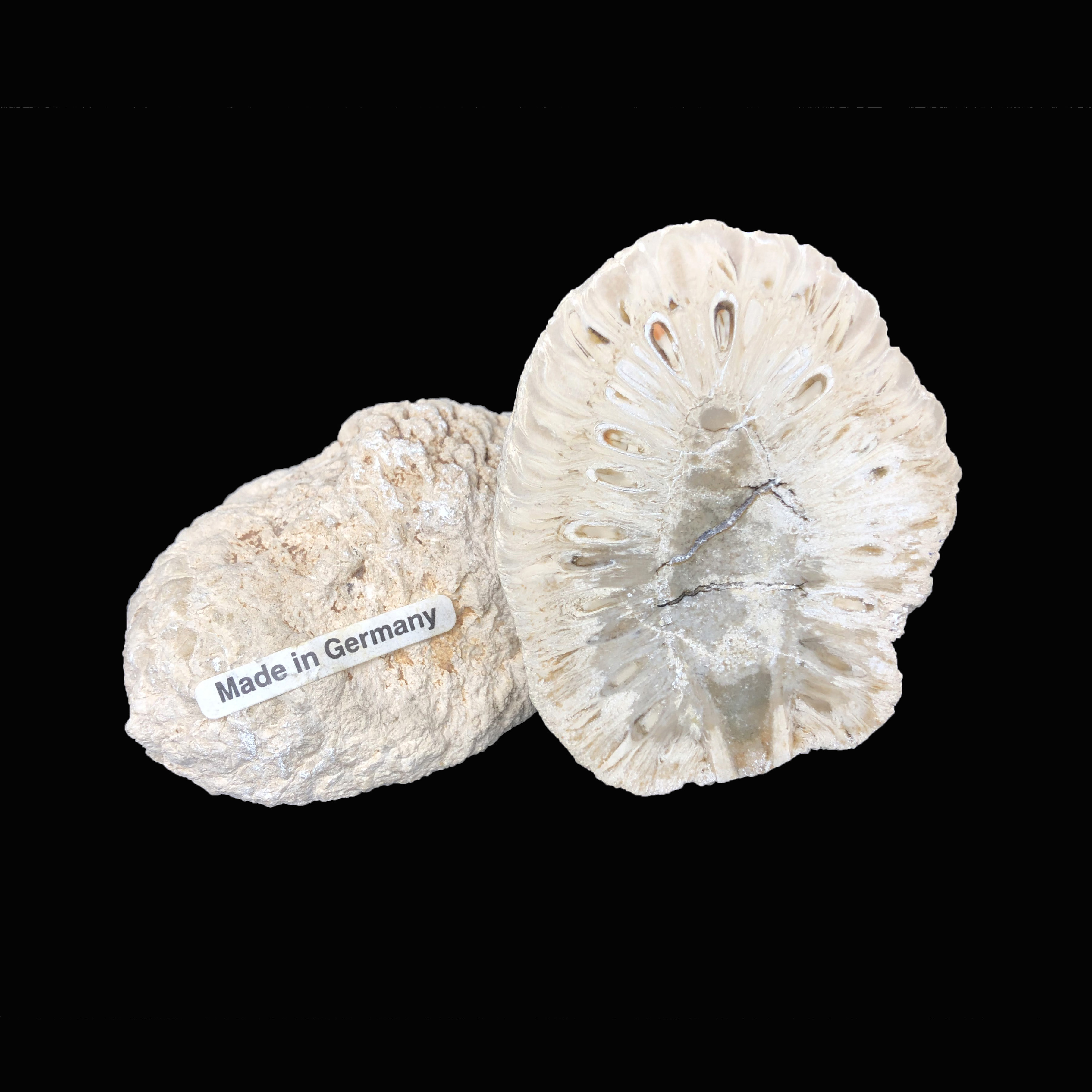 圖示-松果化石(Equicalastrobus Chinleana)
