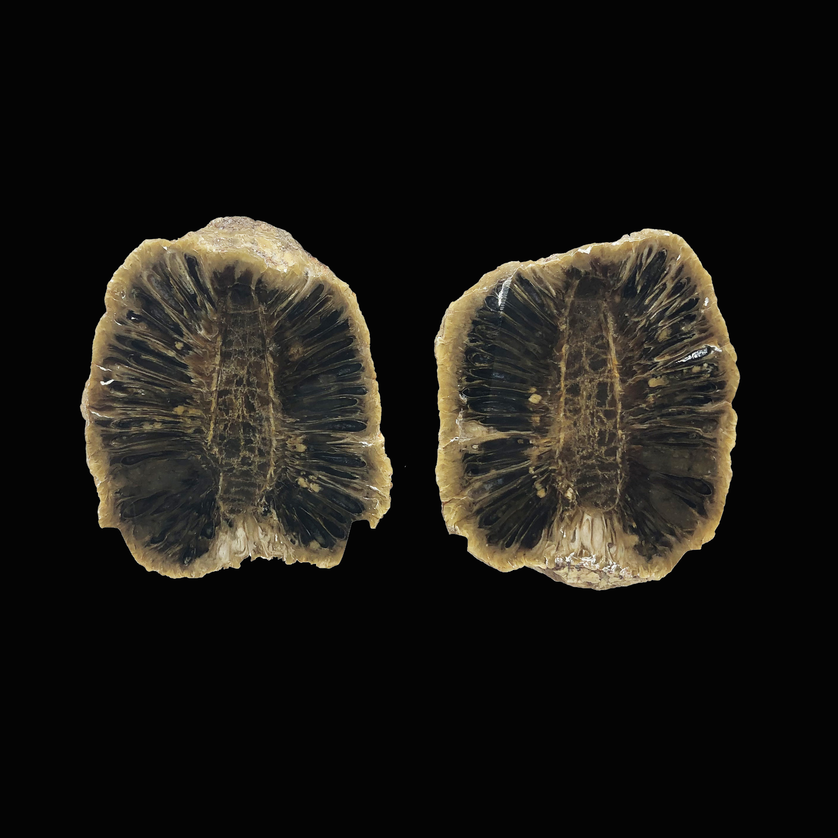 圖示-松果化石(Equicalastrobus Chinleana)