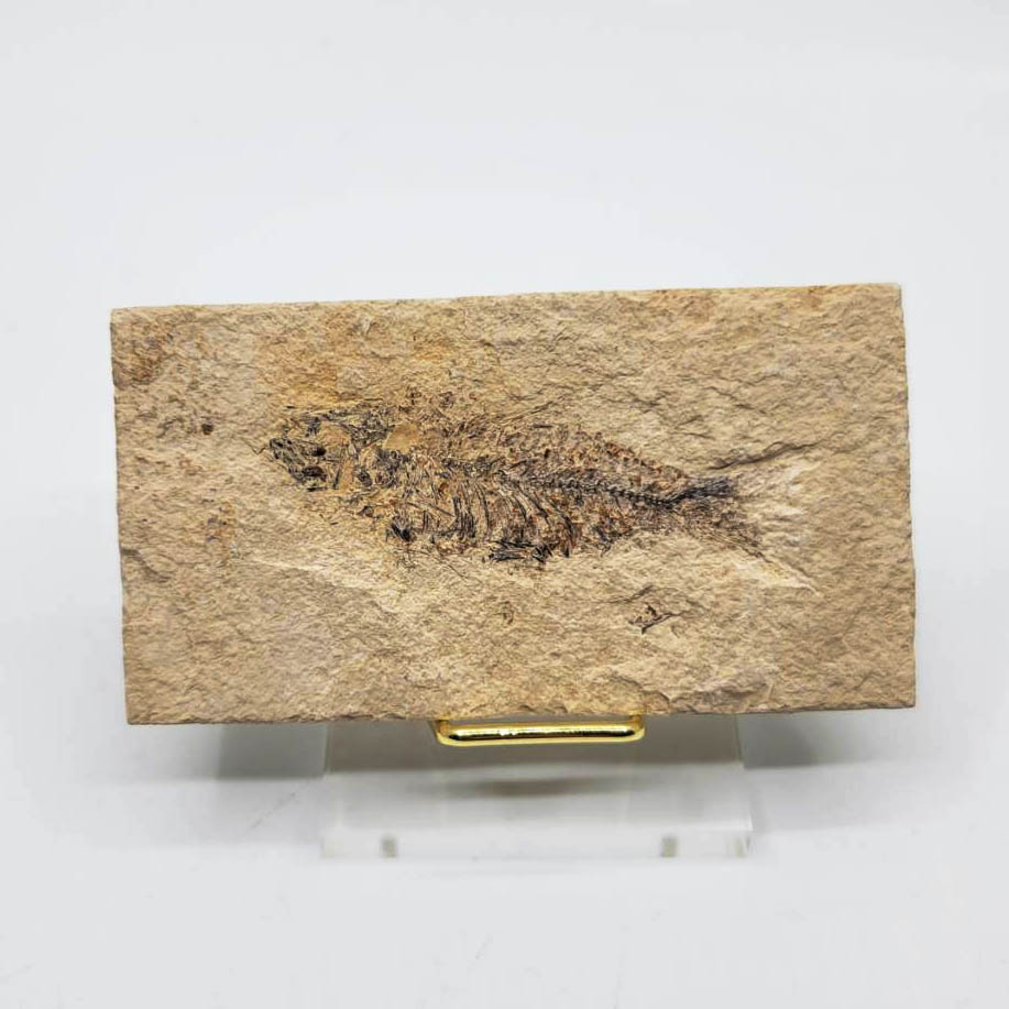 圖示-魚化石(Fish Fossil)