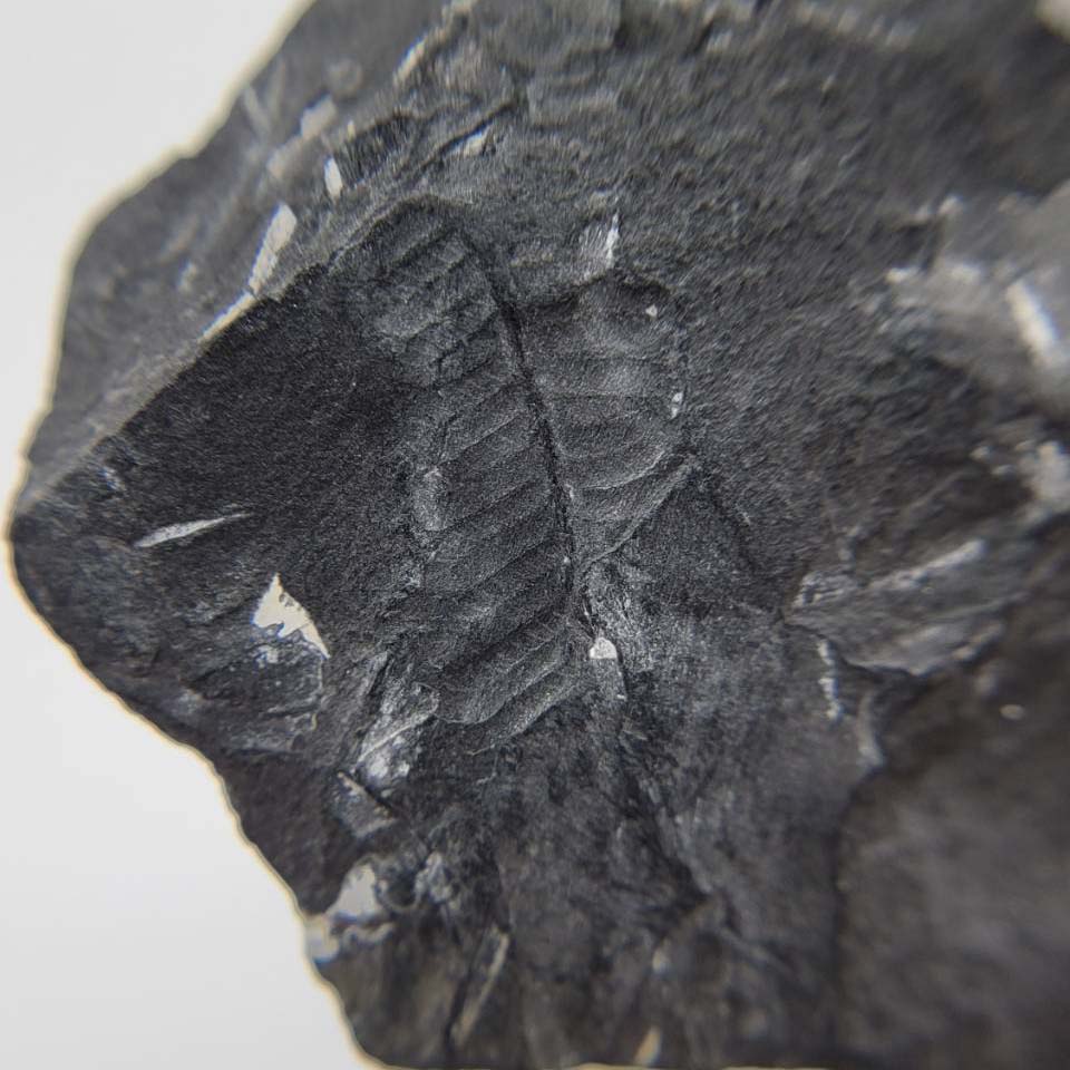 圖示-葉子化石(Leaf Fossil)