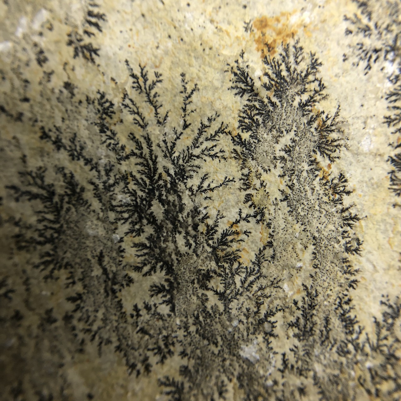 圖示-氧化錳樹枝石(Manganese Dendrites)