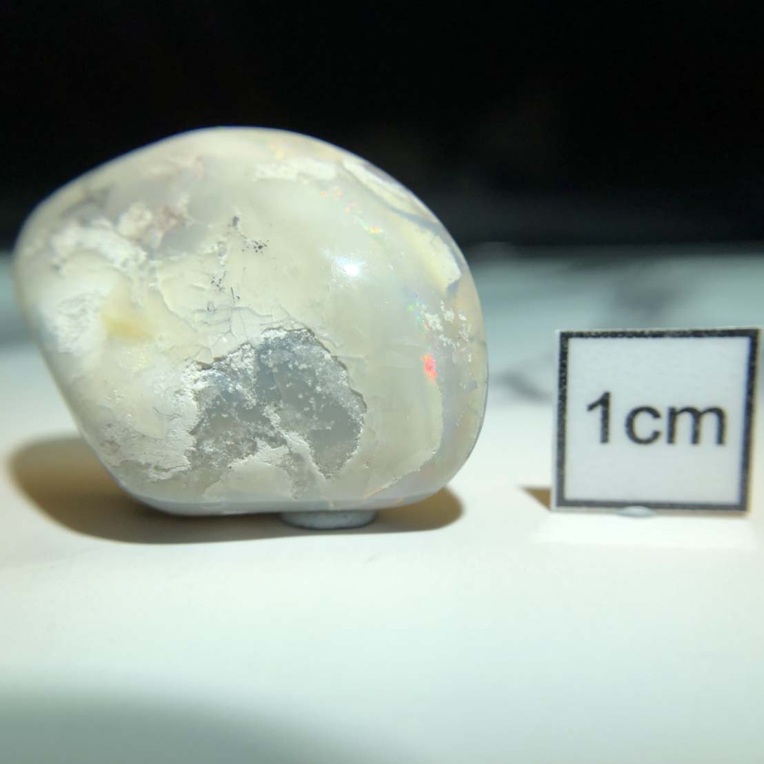 圖示-蛋白石置換文蛤(Opal Fossil)