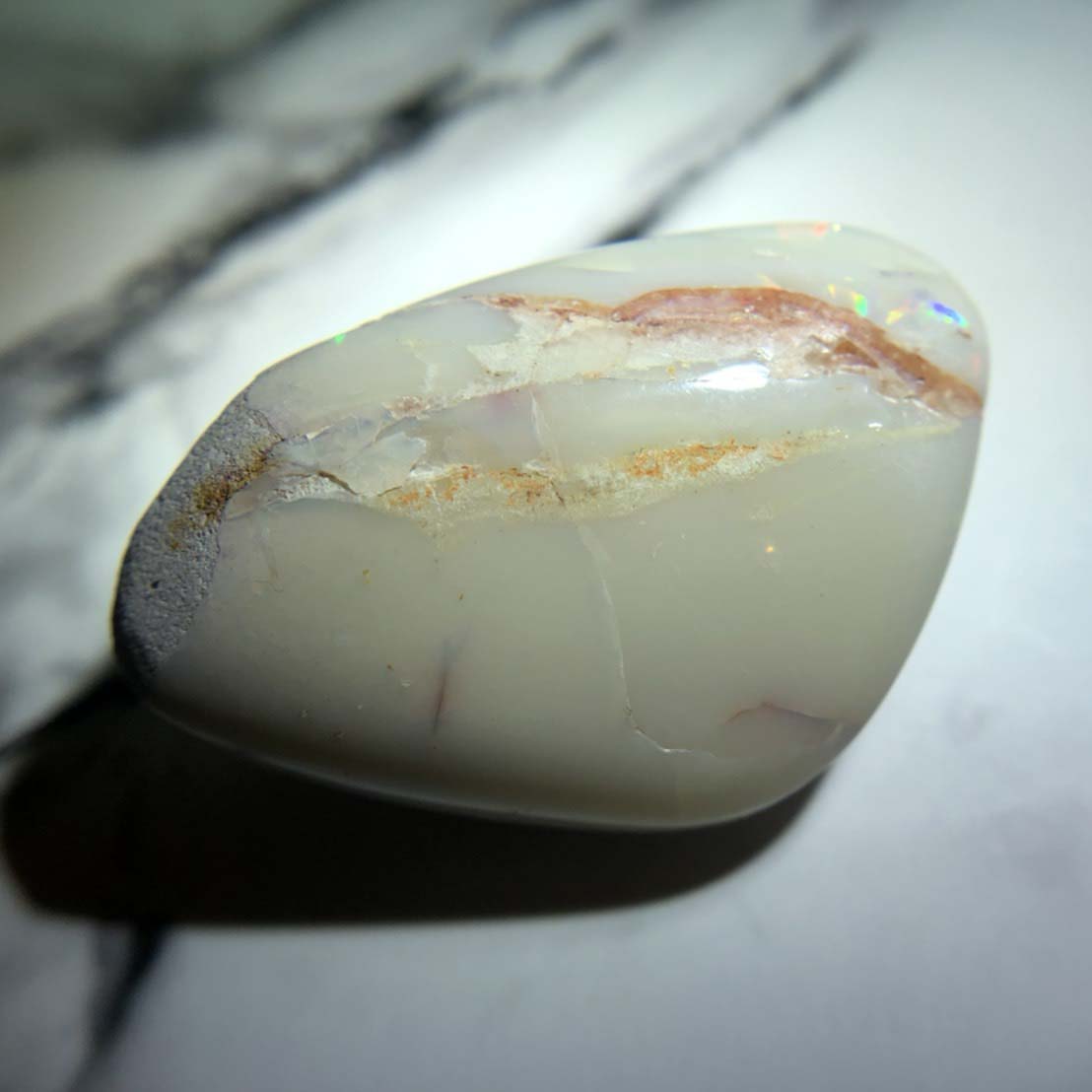 圖示-蛋白石置換文蛤(Opal Fossil)