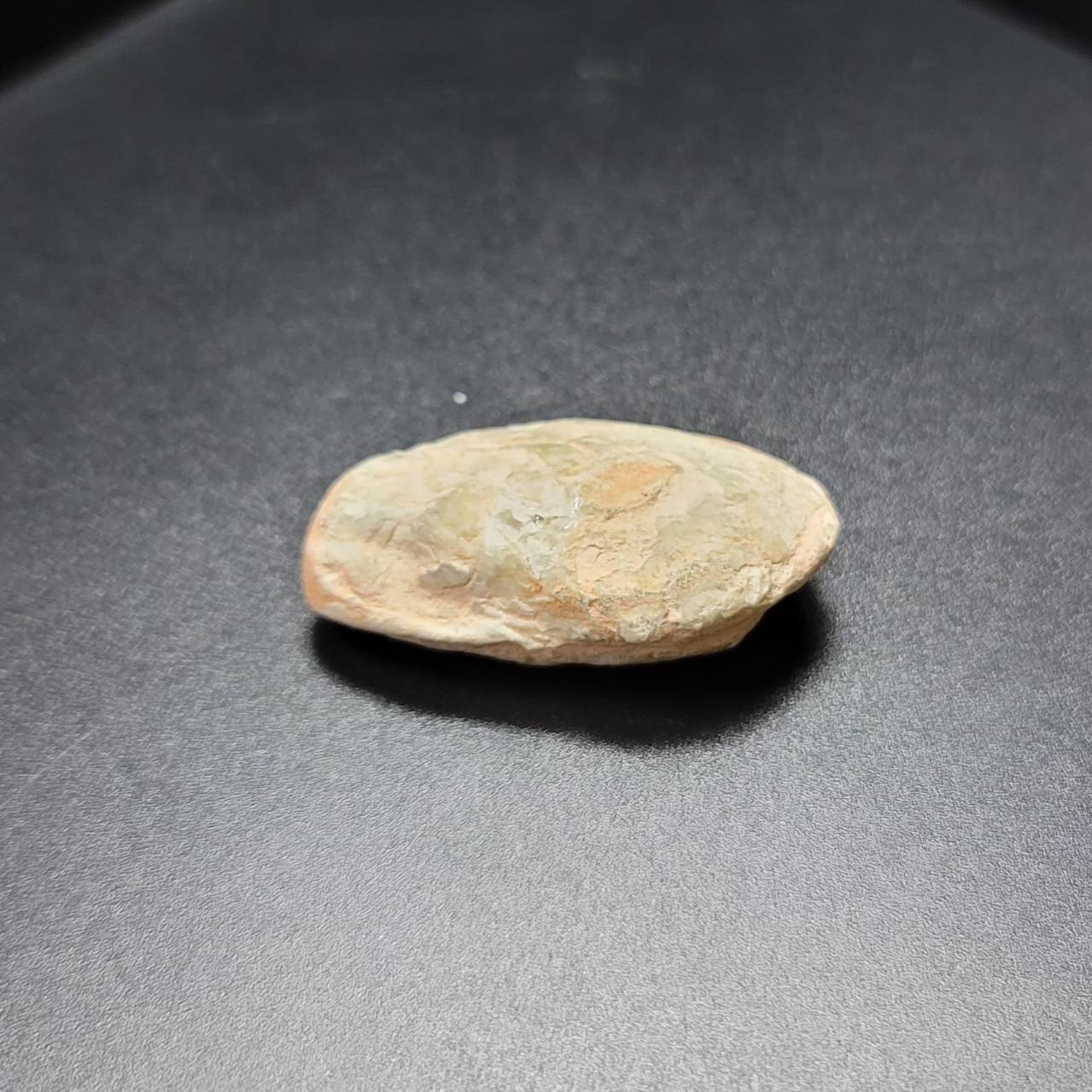 圖示-蛋白石置換貝殼(Opal Fossil)
