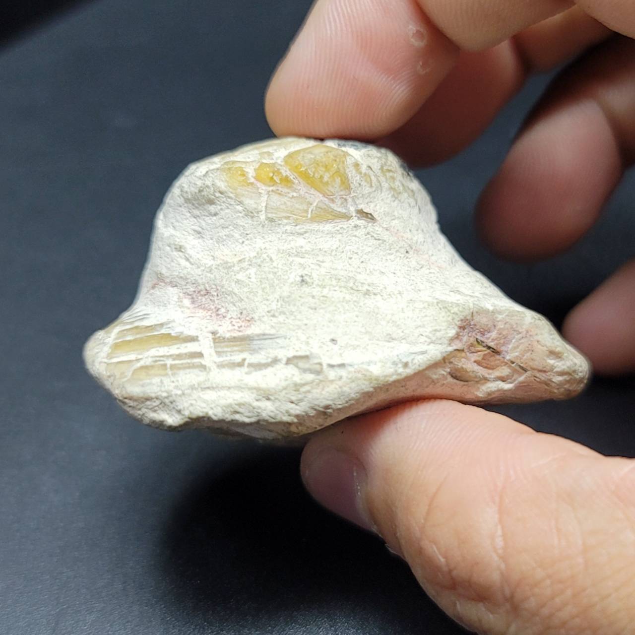 圖示-蛋白石置換貝殼(Opal Fossil)
