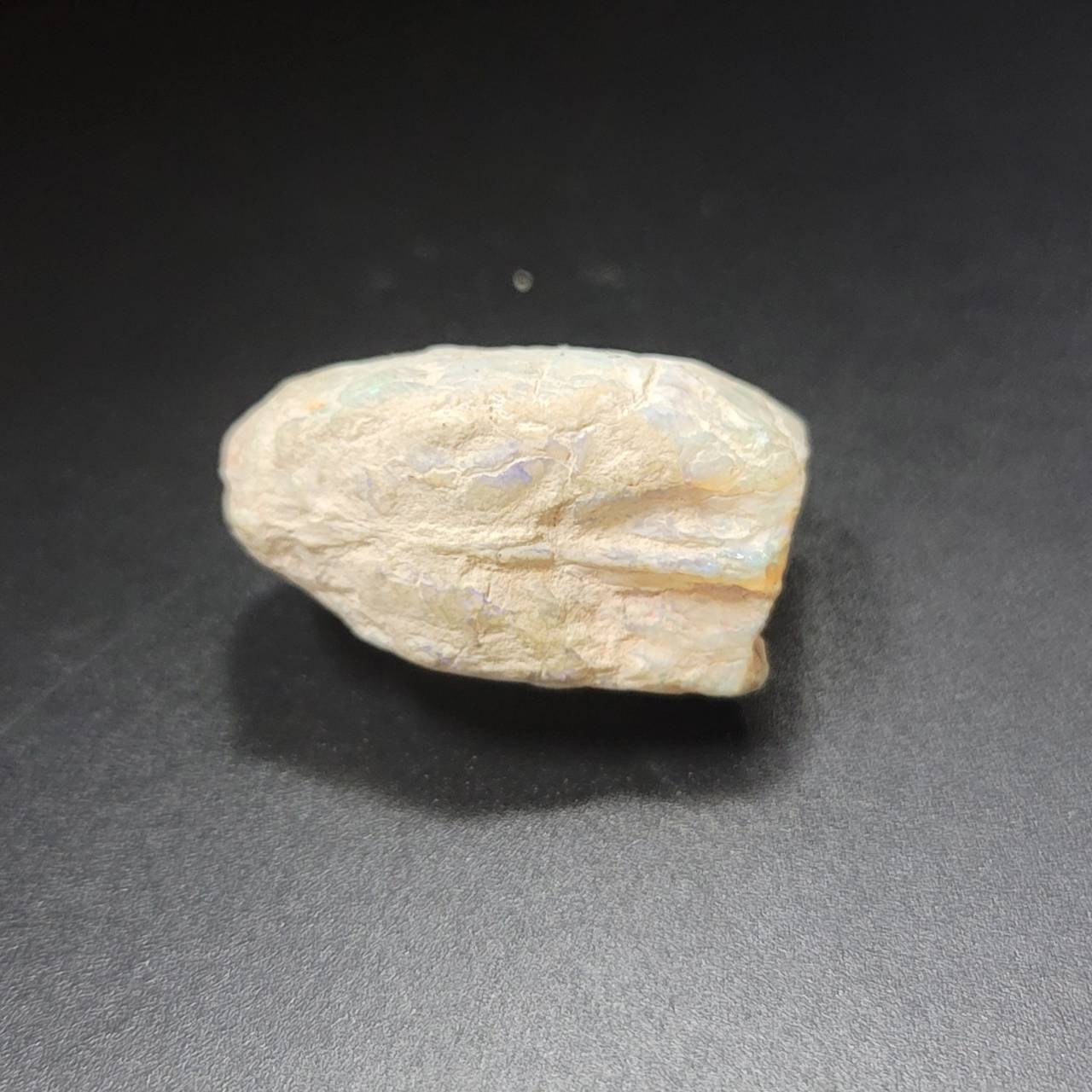 圖示-蛋白石置換貝殼(Opal Fossil)