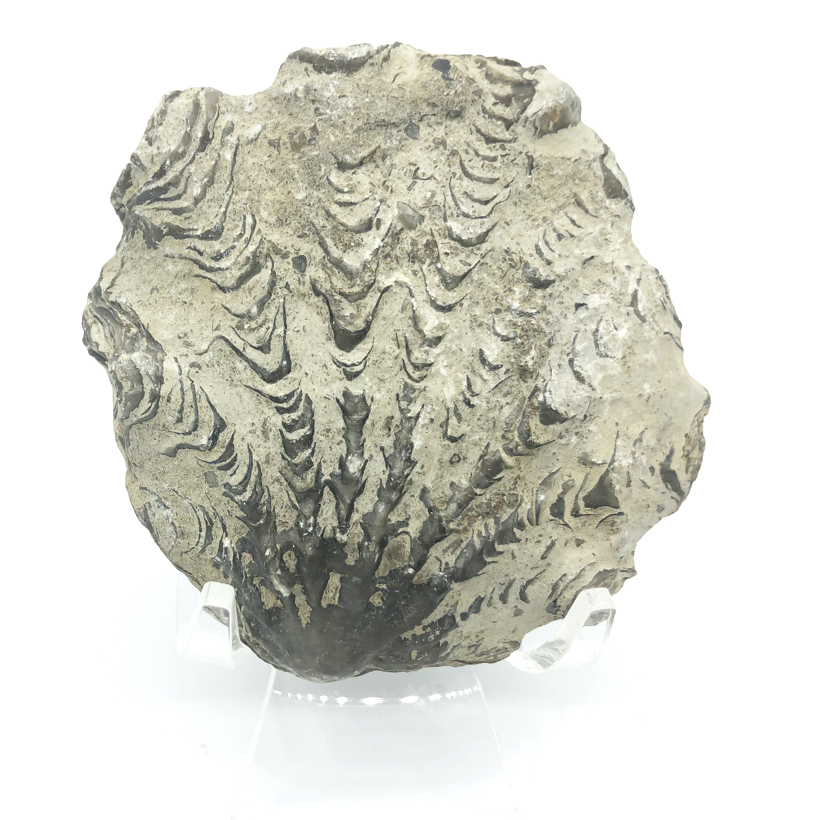 圖示-牡蠣化石(Oyster Shell Fossil)