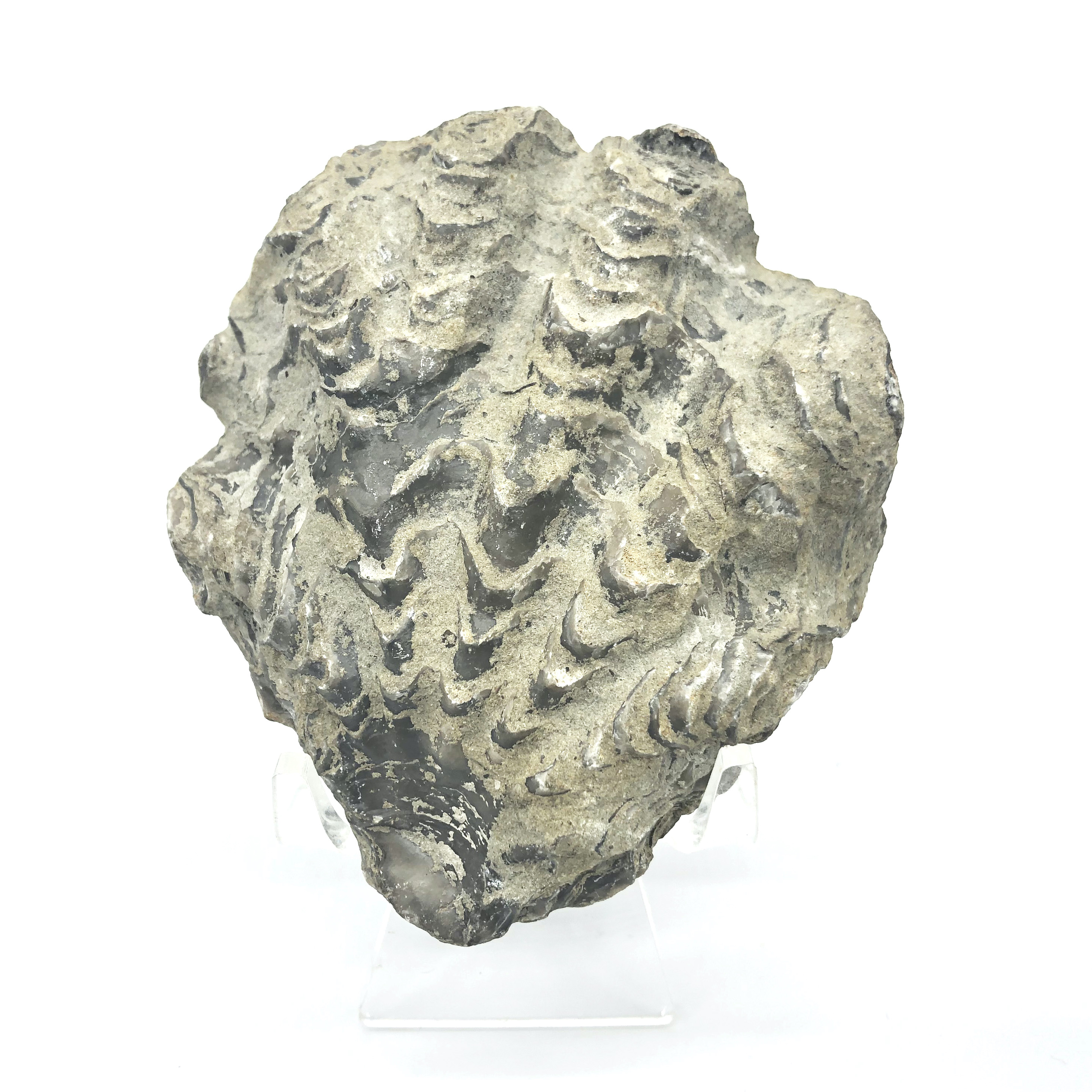 圖示-牡蠣化石(Oyster Shell Fossil)