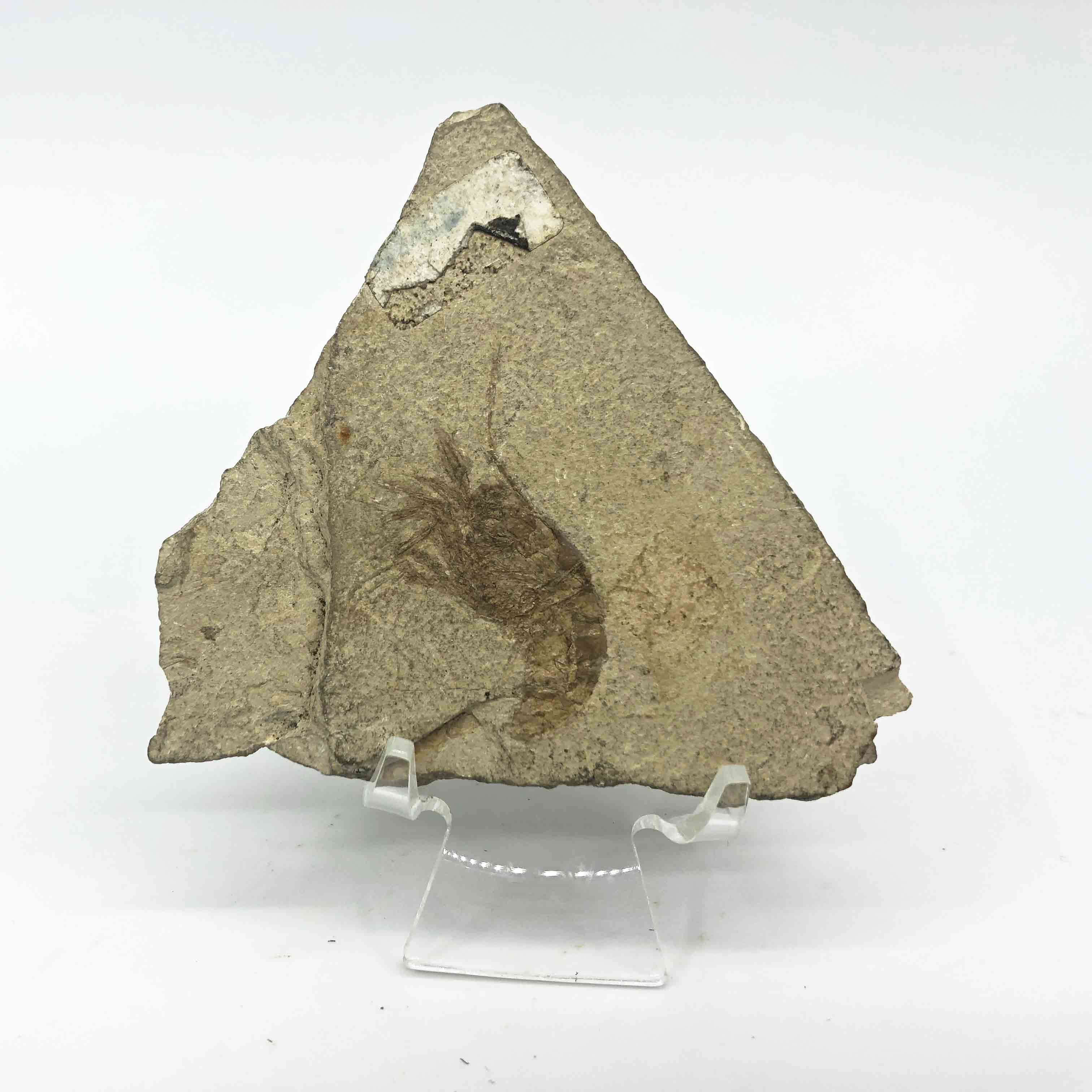 圖示-蝦化石(Shrimp Fossil)