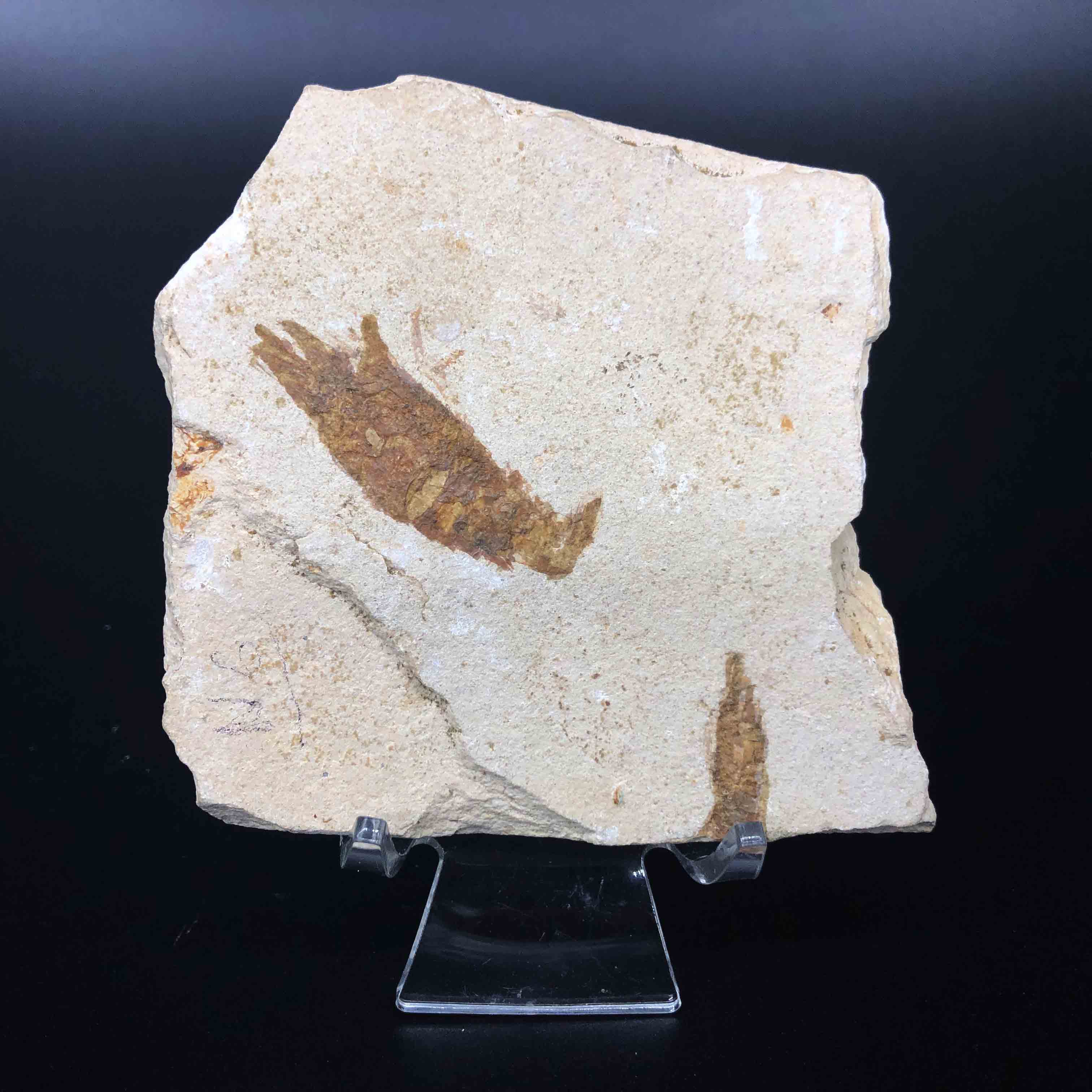 圖示-蝦化石(Shrimp Fossil)