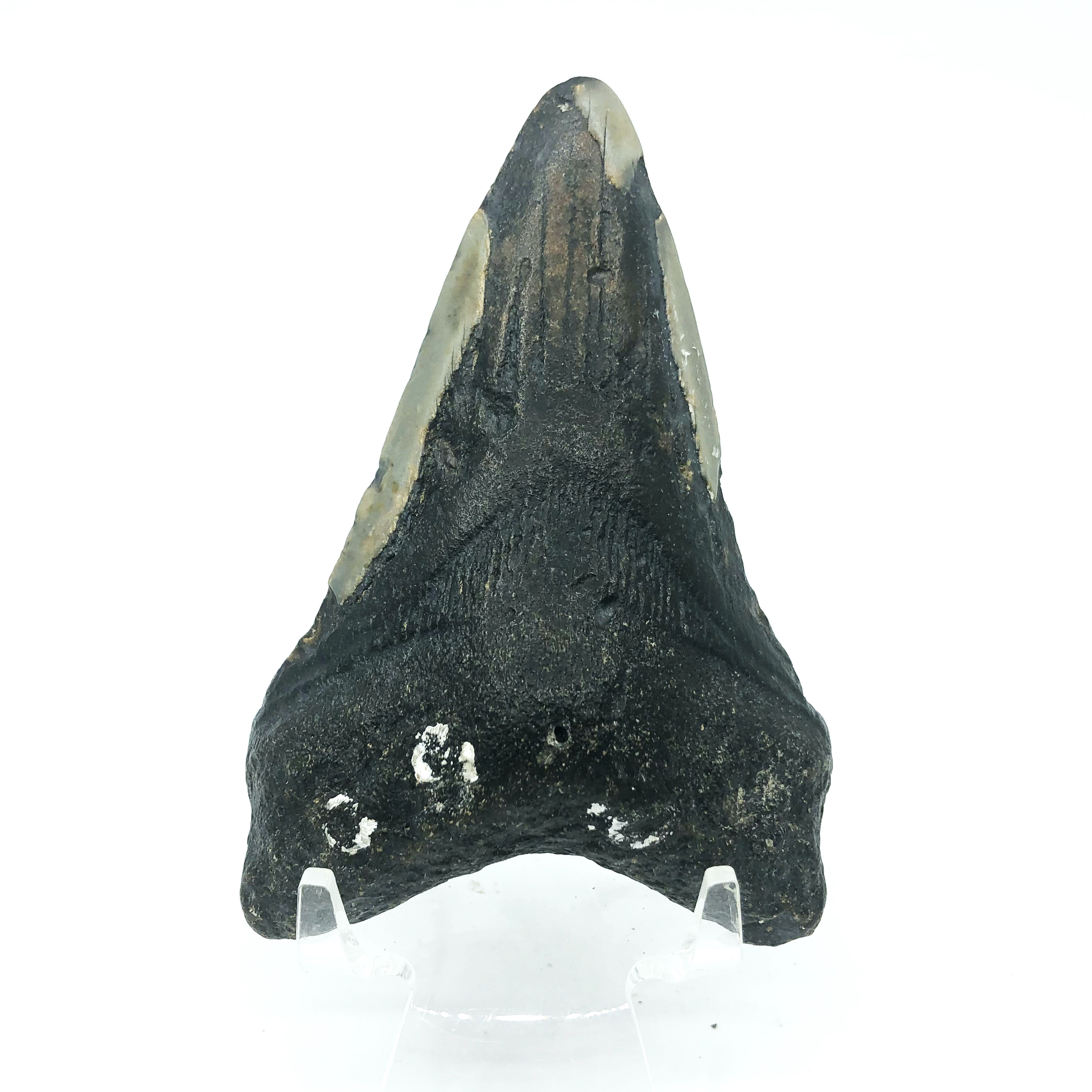 圖示-鯊魚牙齒(Shark Teeth Fossil)
