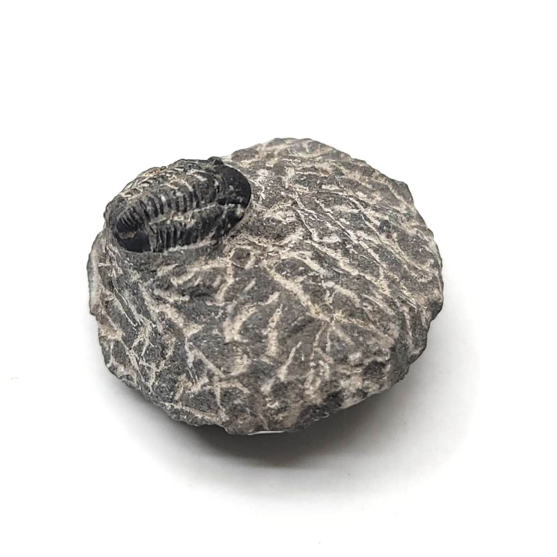 圖示-三葉蟲化石(Trilobita)