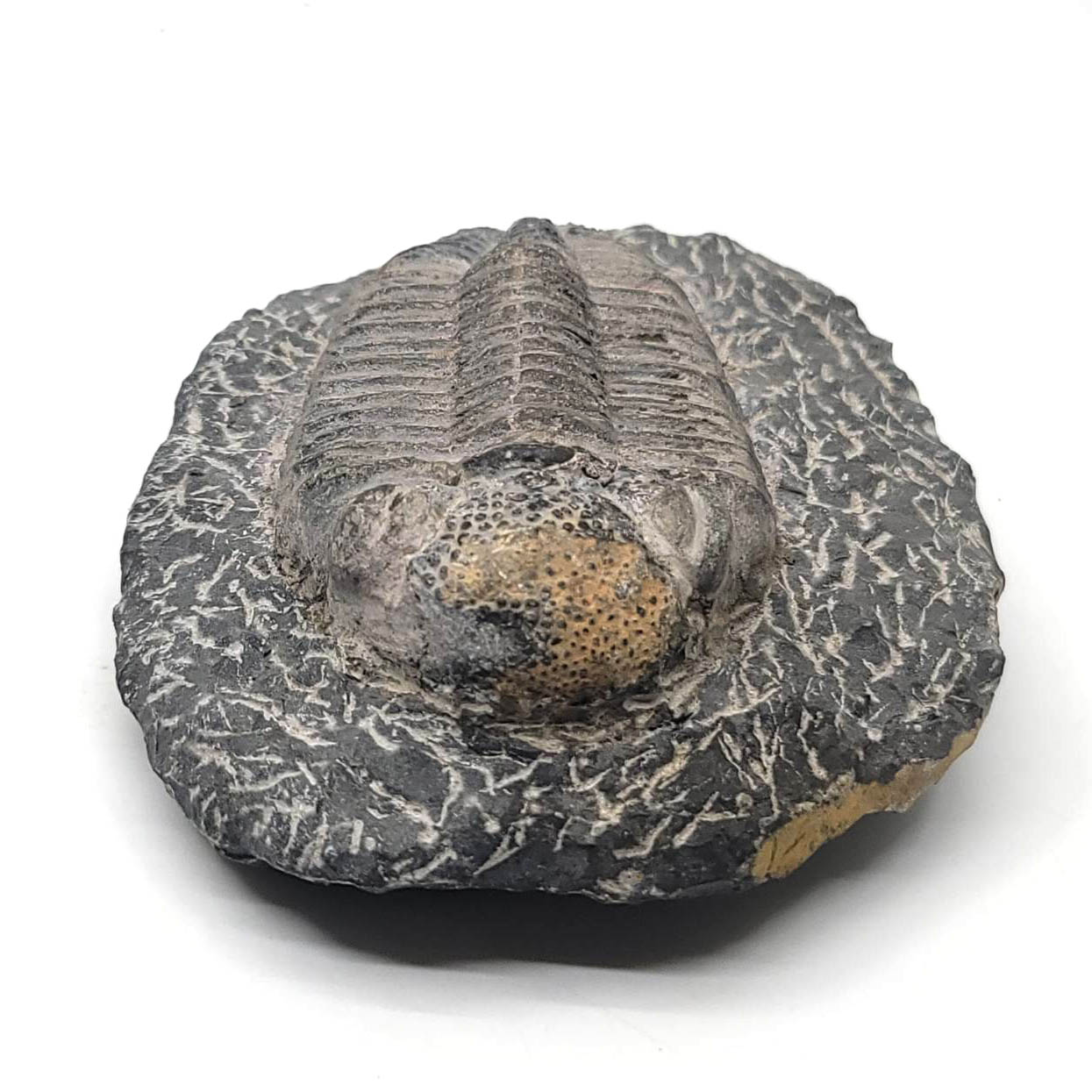 三葉蟲化石(Trilobita)